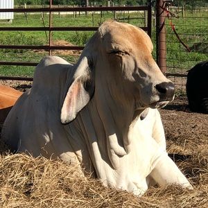 Meet your Posher, Abbie